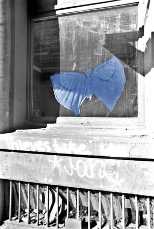 modrý motýl